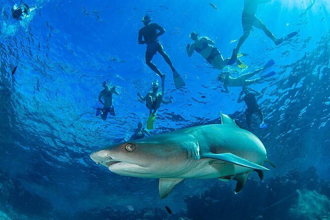 Ultimate Encounter Snorkel with Sharks in Fiji - The Overall Feel