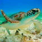 Unforgettable Snorkel Adventure in Cancun whit Transpotations - Who Should Consider This Tour?