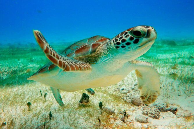 Unforgettable Snorkel Adventure in Cancun whit Transpotations - Who Should Consider This Tour?