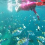 unforgettable snorkeling activity in The Sea of Cortes - The snorkeling experience in the Sea of Cortez