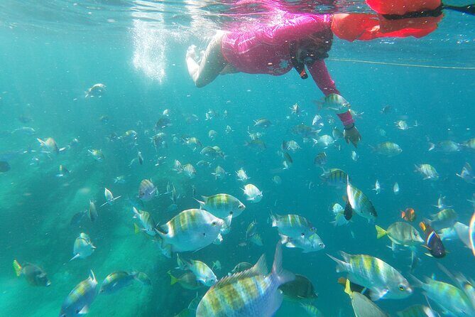 unforgettable snorkeling activity in The Sea of Cortes - The snorkeling experience in the Sea of Cortez