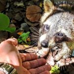 Unique 5 Hours-Boat Tour to Raccoon Island from Fort Lauderdale - In-Depth Look at the Experience