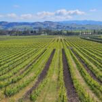 USA/California/Napa: Private Wine Tour for up to 6 guests - Who Should Book This Tour?