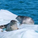 Valdez: 6-Hour Columbia Glacier Cruise - Why This Tour Is a Good Value