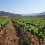 Valle de Guadalupe Private Wine Tour - The Itinerary Breakdown