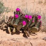 Valley of Fire VIP Small Group Tour From Las Vegas - What to Expect from the Valley of Fire Small Group Tour