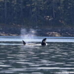 Vancouver, BC: Whale Watching Tour with Guide - The Itinerary and the Experience in Detail