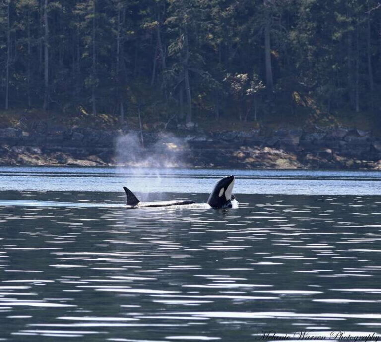 Vancouver, BC: Whale Watching Tour with Guide - The Itinerary and the Experience in Detail