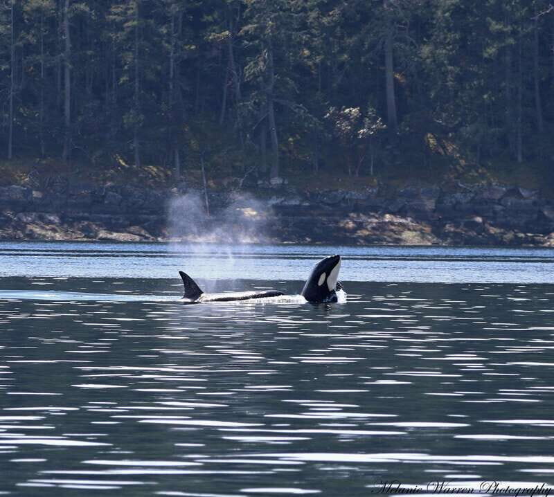 Vancouver, BC: Whale Watching Tour with Guide - The Itinerary and the Experience in Detail