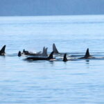 Vancouver: Covered Whale Watching Adventure with Free Photos - The Itinerary: How the Day Unfolds