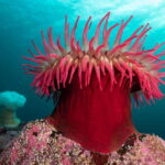 Vancouver: Discover the Best SCUBAdiving Sites by Boat - What the Experience Looks Like