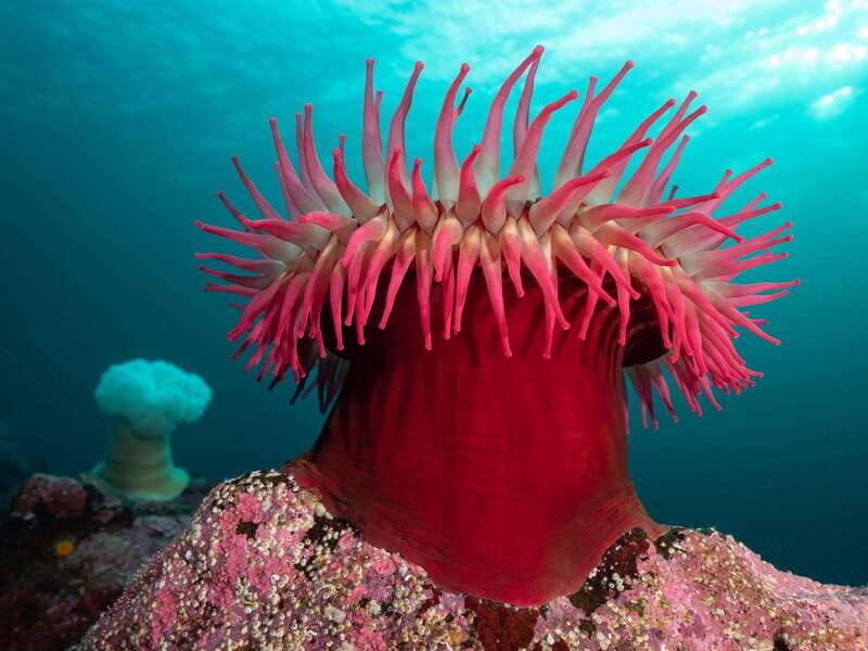 Vancouver: Discover the Best SCUBAdiving Sites by Boat - What the Experience Looks Like