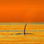 Vancouver Island: Cowichan Bay Sunset Whale Watching Tour - What You Can Expect from This Sunset Whale Watching Tour