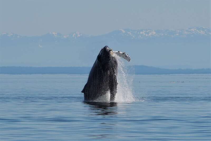 Vancouver Island: People Water Land - Indigenous & Whales - What to Expect During the Tour
