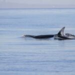 Vancouver Island: Whale Watching Tour - The Experience in Detail