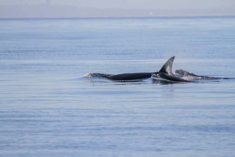 Vancouver Island: Whale Watching Tour - The Experience in Detail