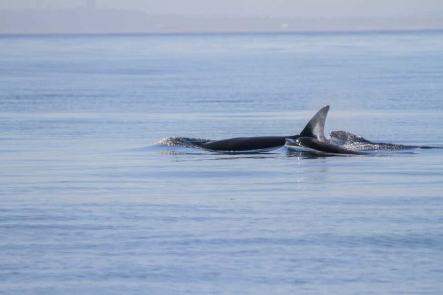 Vancouver Island: Whale Watching Tour - The Experience in Detail