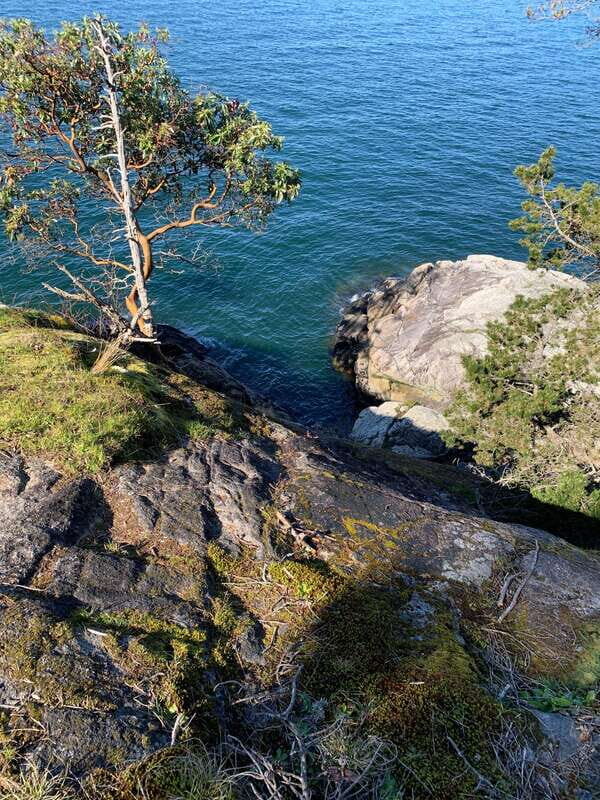 Vancouver: Lighthouse Park Hike - Why This Tour Is a Good Deal