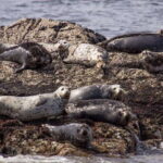 Vancouver: Morning Kayak & Seal Cruise - The Itinerary in Detail: A Typical Day on the Water