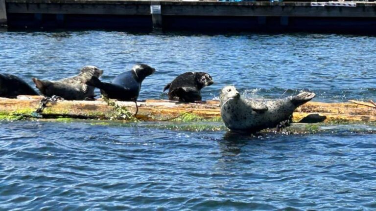 Vancouver: Private Granite Falls Boat Tour - Real Experiences from Travelers