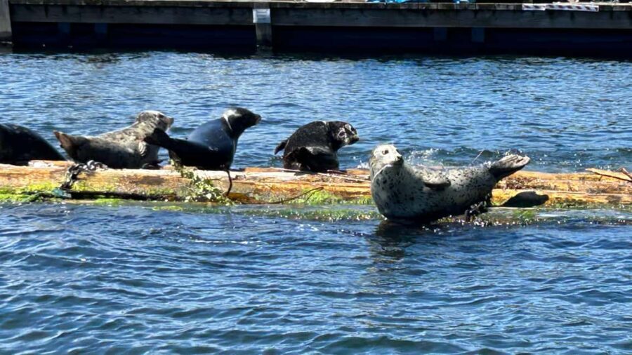 Vancouver: Private Granite Falls Boat Tour - Real Experiences from Travelers