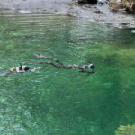 Vancouver: Rainforest Waterfall Hike and Suspension Bridge - Who Should Consider This Tour?