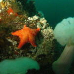 Vancouver: Scuba Boat Dive in Horseshoe Bay - Who Should Consider This Tour?
