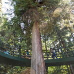 Vancouver: Stanley Park Bicycle Tour - The Downsides to Consider