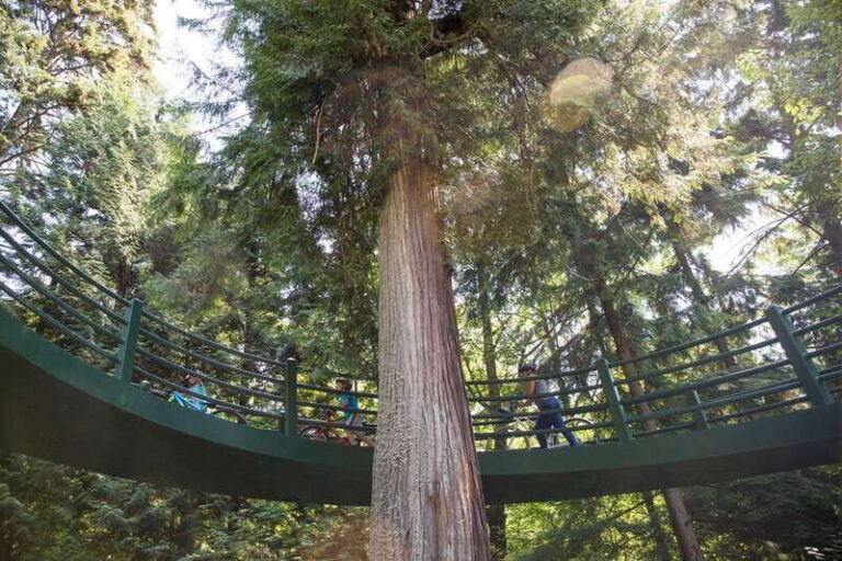 Vancouver: Stanley Park Bicycle Tour - The Downsides to Consider