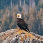 Vancouver: Waterfront Sightseeing Tour - City and Waterfall - Price and Value