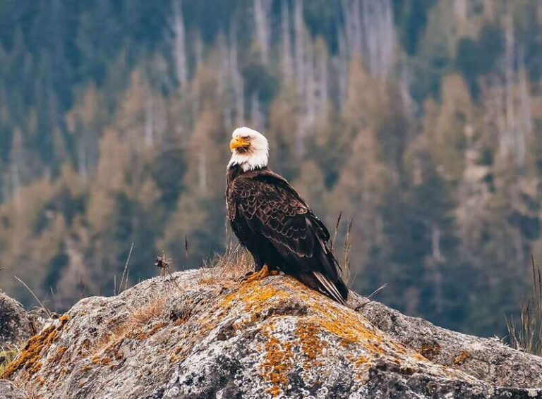 Vancouver: Waterfront Sightseeing Tour - City and Waterfall - Price and Value