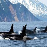Vancouver Whale Watching Adventure with City tour - Price Analysis: Is It Worth It?