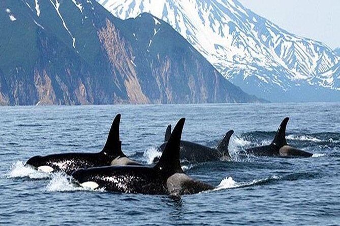 Vancouver Whale Watching Adventure with City tour - Price Analysis: Is It Worth It?