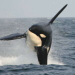 Vancouver Whale Watching Safari - Is the Price Worth It?