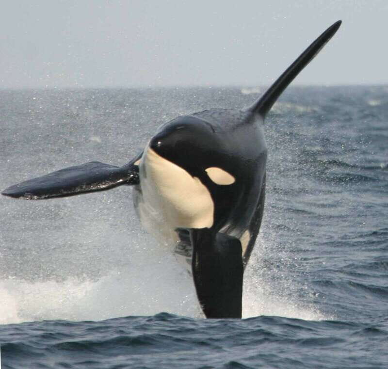 Vancouver Whale Watching Safari - Is the Price Worth It?