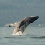 Vancouver: Zodiac Whale Watching Tour from Granville Island - Final Thoughts