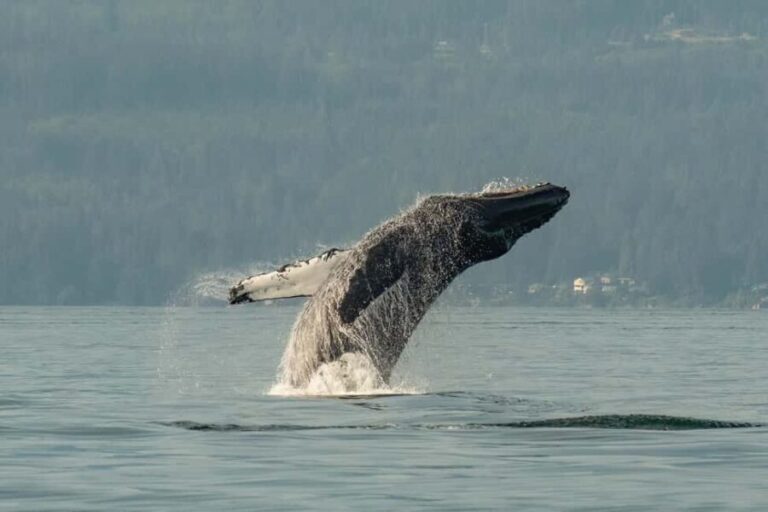 Vancouver: Zodiac Whale Watching Tour from Granville Island - Final Thoughts