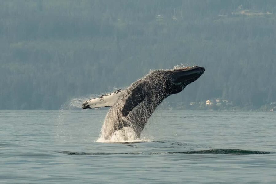 Vancouver: Zodiac Whale Watching Tour from Granville Island - Final Thoughts
