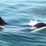 Victoria: 3-Hour Whale Watching Tour - Who Is This Tour Best For?