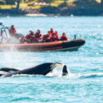 Victoria: 3-Hour Zodiac Whale-Watching Tour - Price and Value: Is It Worth It?