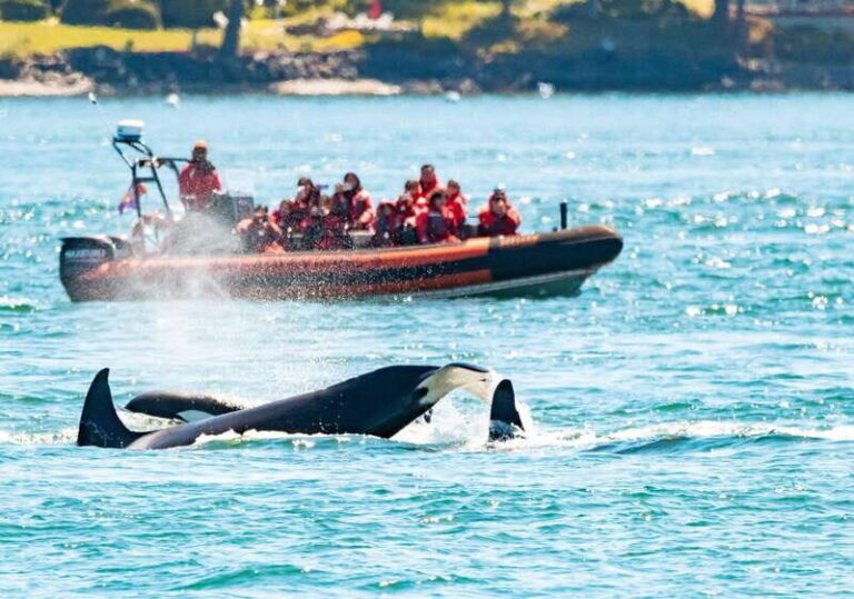 Victoria: 3-Hour Zodiac Whale-Watching Tour - Price and Value: Is It Worth It?