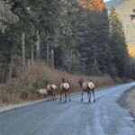 Victoria: 4-Day Tofino and Port Renfrew Tour with Flights - What’s Included and What’s Not