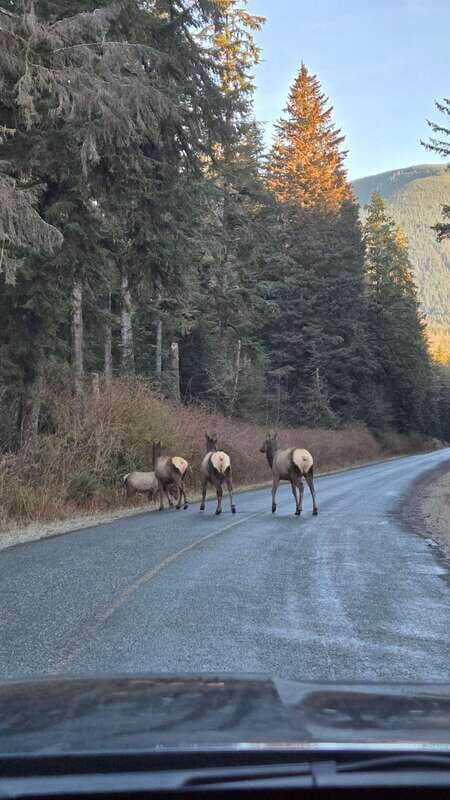 Victoria: 4-Day Tofino and Port Renfrew Tour with Flights - What’s Included and What’s Not