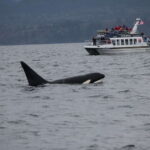 Victoria BC: 3 Hour Expedition Catamaran Whale Watching Tour - Who Should Consider This Tour?