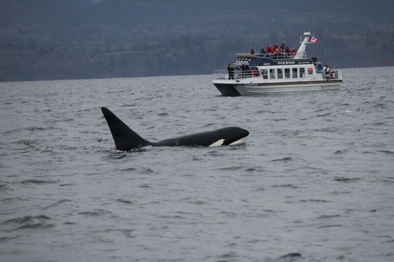 Victoria BC: 3 Hour Expedition Catamaran Whale Watching Tour - Who Should Consider This Tour?