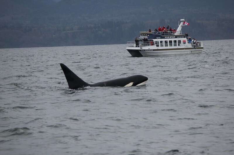 Victoria BC: 3 Hour Expedition Catamaran Whale Watching Tour - Who Should Consider This Tour?