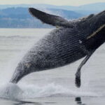 Victoria, BC: 3-Hour Ultimate Whale & Marine Wildlife Tour - Is This Tour Worth the Price?