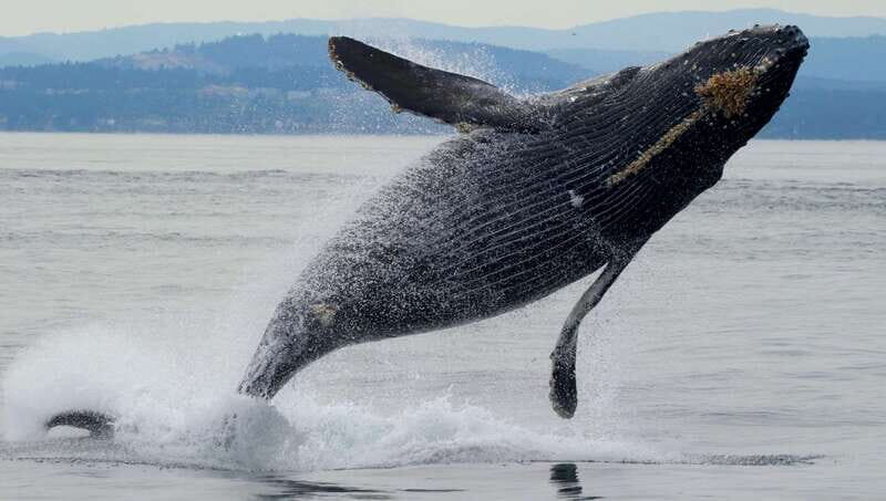 Victoria, BC: 3-Hour Ultimate Whale & Marine Wildlife Tour - Is This Tour Worth the Price?
