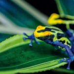 Victoria: Butterfly Gardens Admission Ticket - The Gardens and Insectarium: A Closer Look