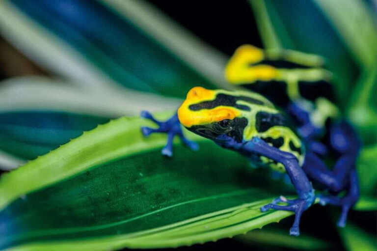 Victoria: Butterfly Gardens Admission Ticket - The Gardens and Insectarium: A Closer Look